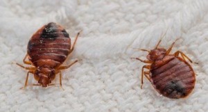 bed bugs removal edmonton