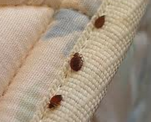 bed-bugs