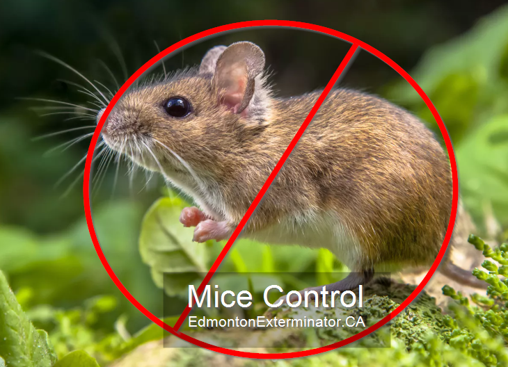 mice control company in edmonton