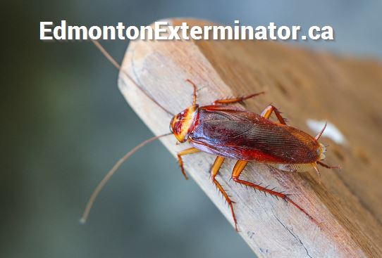 cockroach near downtown edmonton