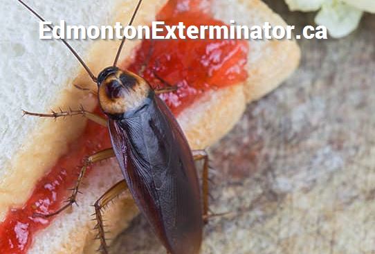 winter pest control near fort edmonton park in edmonton