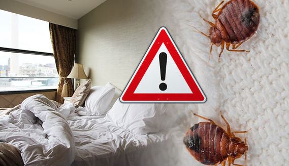 bed bugs travel edmonton